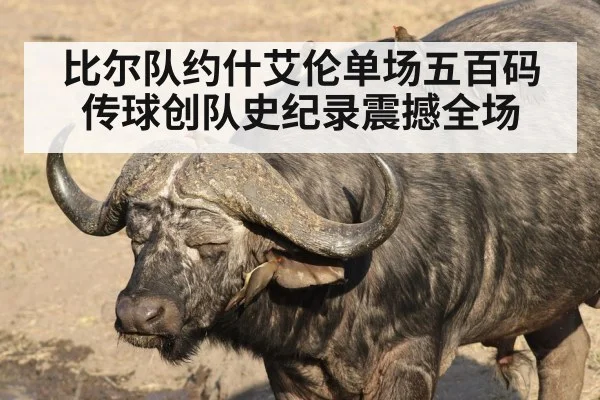 比尔队约什艾伦单场五百码传球创队史纪录震撼全场